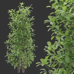 Dense Green Shrub plant
