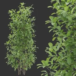 Simple Shrub plant