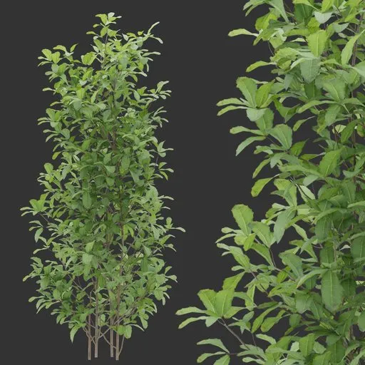 Simple Shrub plant