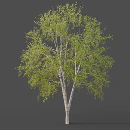 Silver Birch Tree Large - Summer