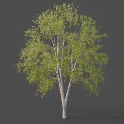 Silver Birch Tree Large - Summer