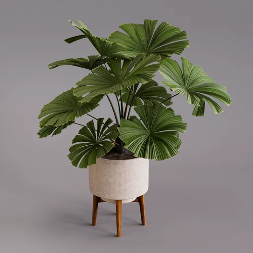 Palm Plant in Pot
