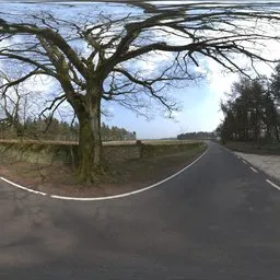 Tree By The Road