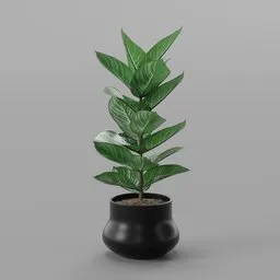 Indoor plant