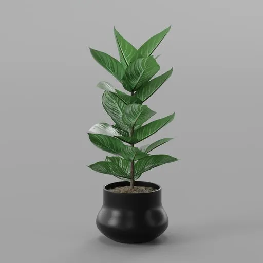Indoor plant
