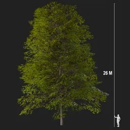 Highly detailed 26-meter oak tree 3D model created in Blender with Cycles renderer, perfect for animation and virtual environments.