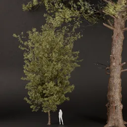 SJ-High Quality Pine Tree