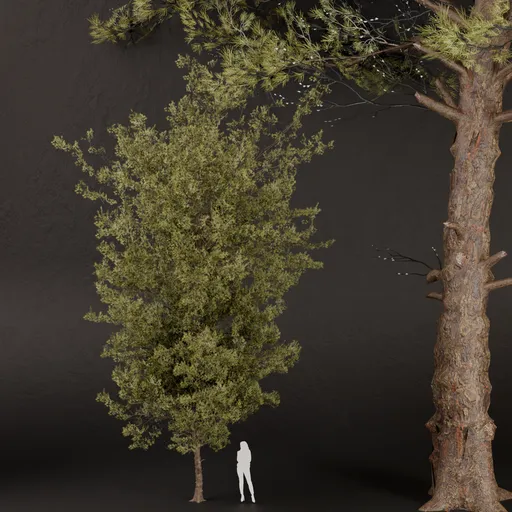 SJ-High Quality Pine Tree