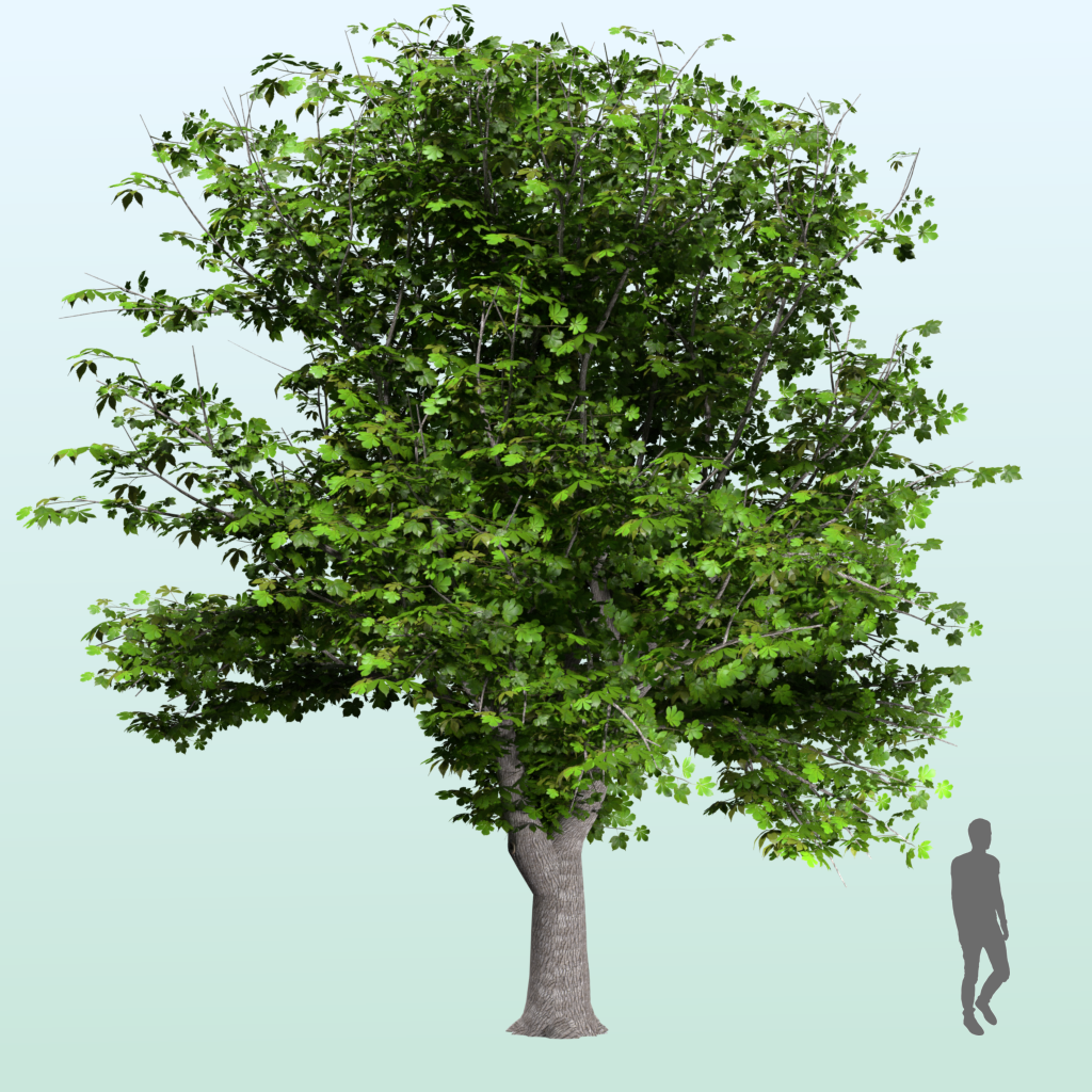 Chestnut tree | FREE Trees models | Blendkit
