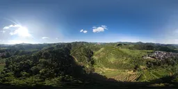 Daytime high-altitude forest