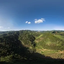 Daytime high-altitude forest