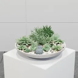 Succulent Garden Bowl