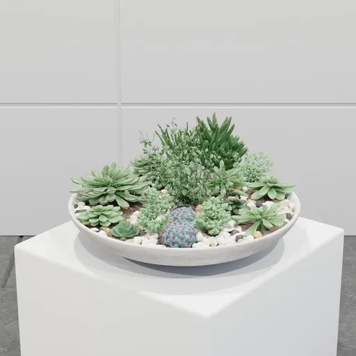 Succulent Garden Bowl