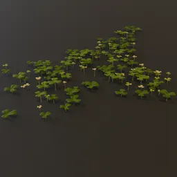 Grass Clover Grownd Cover Med