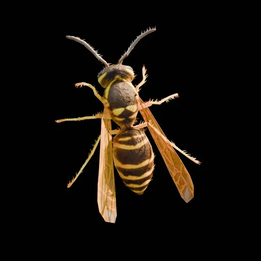 Real wild Bee