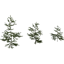 Fir Sapling