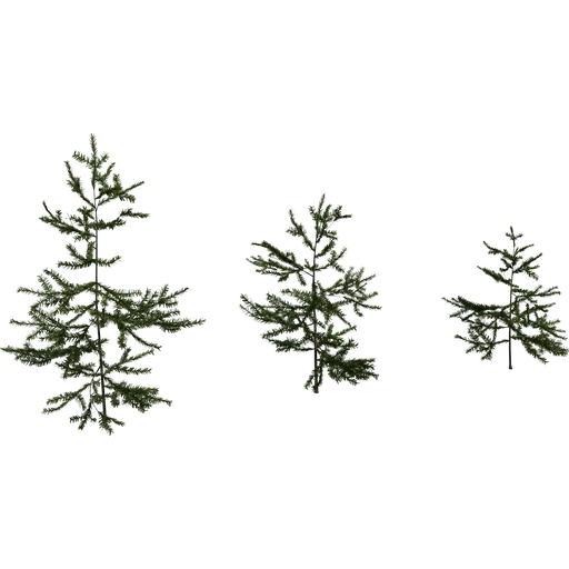 Fir Sapling