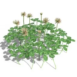 Clover