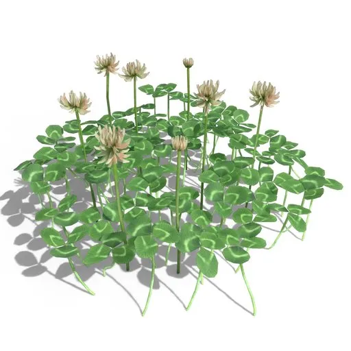 Clover