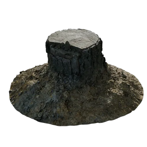 Pine Stump