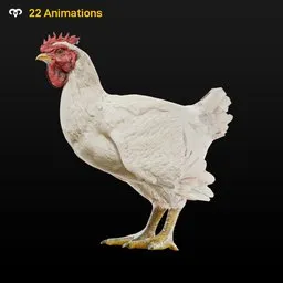 Chicken Animated
