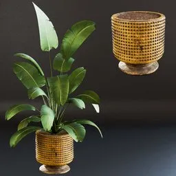 SJ-strelitzia-dirt pot 01