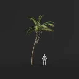 Palm Tree (Spring) - Short Thin Natural