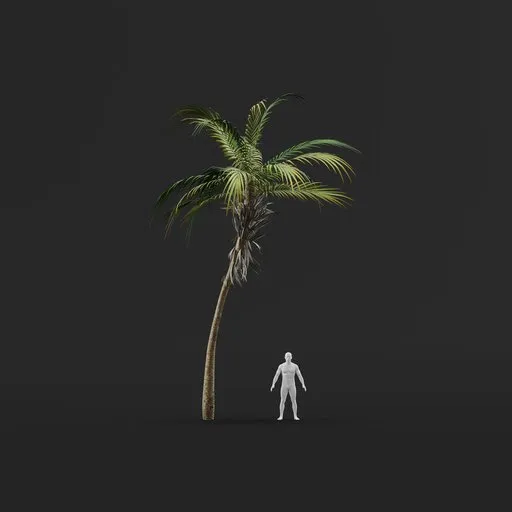 Palm Tree (Spring) - Short Thin Natural