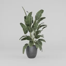 Banana  Plants