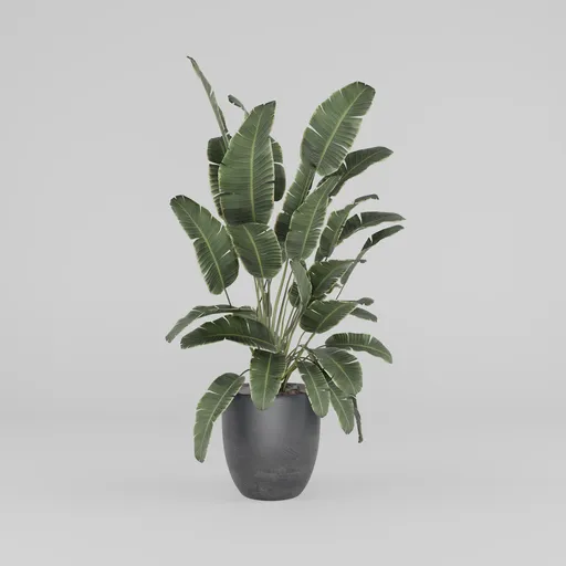 Banana  Plants