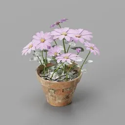 African daisy flower