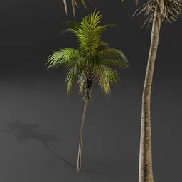 Tropical Young Palm Tree