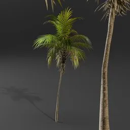Tropical Young Palm Tree