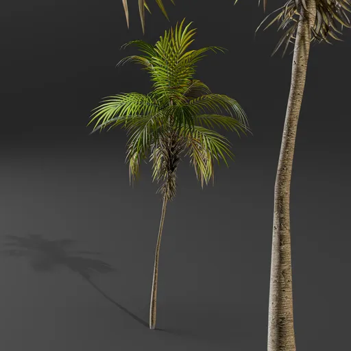 Tropical Young Palm Tree