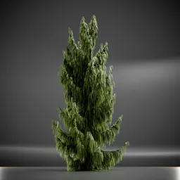 Tree Weeping Nootka Animated