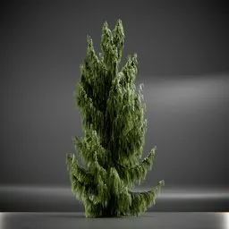 Tree Weeping Nootka Animated