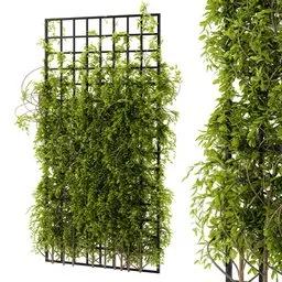 Ivy wall grid plant