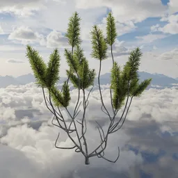 Wild Ground Shrubs for Scatter