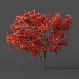 Fireglow Japanese Maple Tree