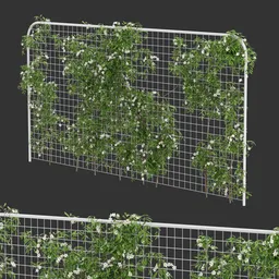 Horizontal Fence Ivy Flowering Q