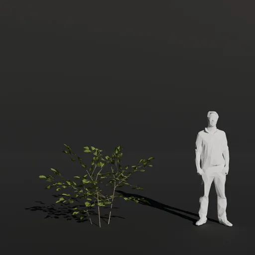 Black Alder Sapling