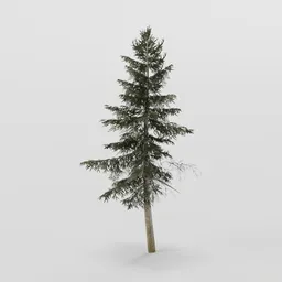 Small Spruce