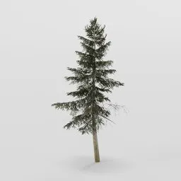 Small Spruce