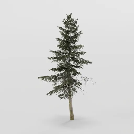 Small Spruce