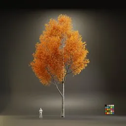 European Maple Acer Platanoide