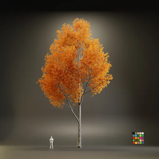 European Maple Acer Platanoide