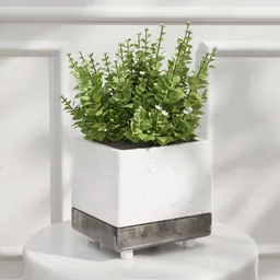 White Blooms in Modern Planter