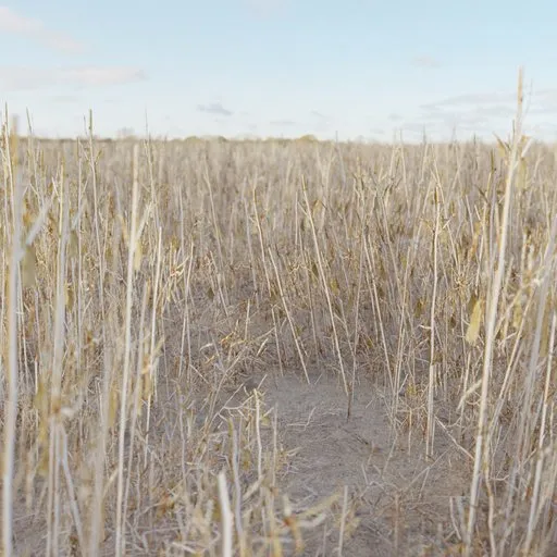 Grass Dead Dry Thin