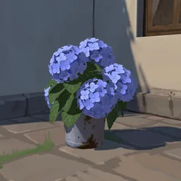 Hydrangeas