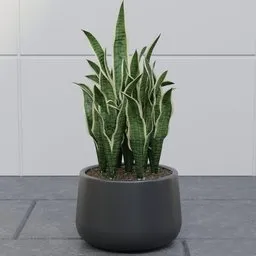 Snake Plant in Black Pot